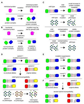 Protein Complexes Form a Basis for Complex Hybrid Incompatibility